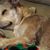 Vannessa Shetler's profile image