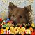 Peggy Mazal Goldman's profile image