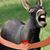 El Macho Regalado's profile image