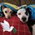 Cheryl Hickey's profile image