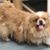Charlie Snook's profile image