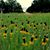 Celione Kelly Colston's profile image