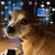 Sharon Stoddard's profile image