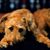Heiner Oppermann's profile image