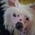 Rosemarie DeRobertis's profile image