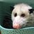 Allyson Swanson's profile image