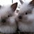 Judy Lanning's profile image