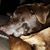 Cris Trimble's profile image