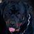 Javier Reyes's profile image