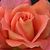 Sharen Rothenberger Becker's profile image