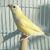 Sandeep Rakesh's profile image