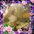 Kim Swise's profile image