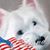 Patricia Belcher's profile image
