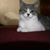 Steve Vinohradsky's profile image