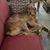 Sally Mardavich's profile image