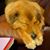 Laurette Esposito Pitts's profile image