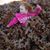 Elizabeth Armstrong's profile image