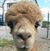 Katherine Schweitzer's profile image