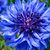 Joann Finnerty's profile image