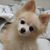 Grace Jin's profile image