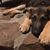 Kathy Chauffe's profile image