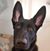Adrian C. Emerson's profile image