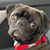 Renate Stagg Wheeler's profile image