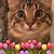 Karen Meck's profile image