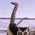 Joy McRae's profile image