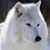 Judi Scown Cook's profile image