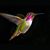 Carol Schmitt's profile image
