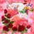 Shirley June Lynn's profile image