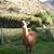 Inland EmpiresAyalas's profile image