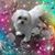Kittie Nolte's profile image