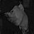 Ray Vecchiola's profile image