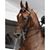 Paula Shew's profile image