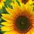Carolyn Link's profile image