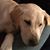 Lisa Corson's profile image