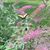 Carol Jarman Gambone's profile image