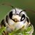 Jenny DeVore Ross's profile image