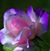 Mary Ann Staton's profile image