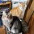 Cheryl Osterhout Brown's profile image