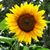 Kathy O'Connor Huff's profile image