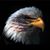John Bush's profile image