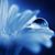 Shari Sandberg's profile image