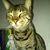 Randy Elliott's profile image