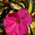 Lisa Bourque Bolles's profile image