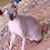 Jane Gibson's profile image