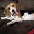 Carrie Weakland Donders's profile image