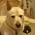 Deborah Ross's profile image